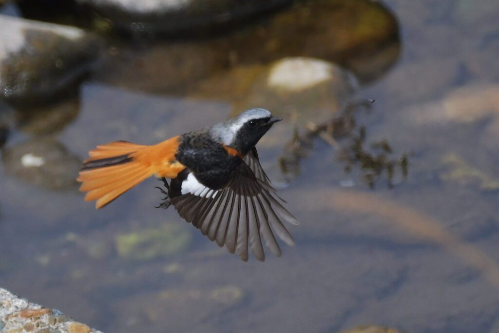 逃がさんぞ！　　DSC_6645