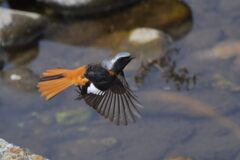 逃がさんぞ！　　DSC_6645