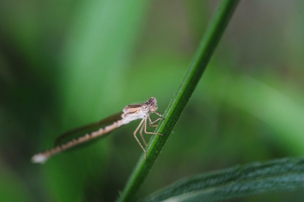 庭の住人　１　DSC_3729