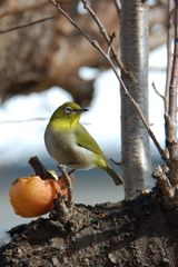 花よりリンゴ？　 DSC_2694