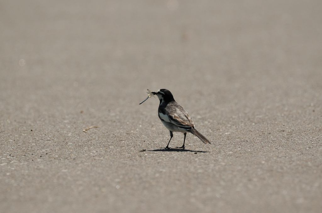 ご馳走get！　DSC_2219