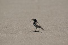 ご馳走get！　DSC_2219