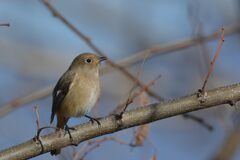 ♪は～るよこい♪　DSC_6198 t