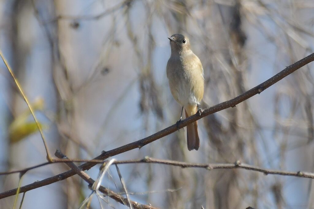 ご機嫌斜め？　DSC_5404