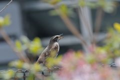 ツグミ鳴く　DSC_9775