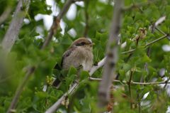 くつろぐ　DSC_3462