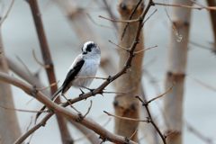 ハイ、撮って！　　 DSC_9490
