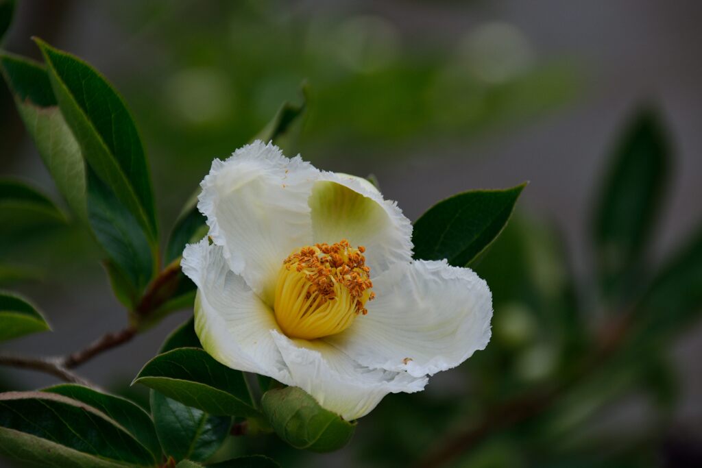 ナツツバキ咲く　　DSC_5730