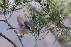 ヒョイッと　DSC_5603