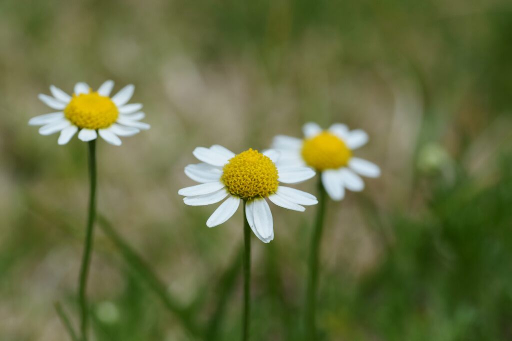 カモミール　　DSC_0203