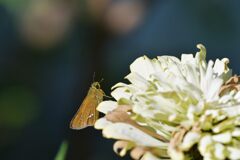 ヒャクニチソウにセセリチョウ　DSC_1812