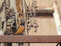 食事中　DSCN2212