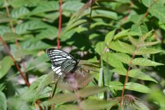 アカボシゴマダラ（外来種）　　　DSC_2171