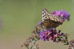 ミドリヒョウモン　DSC_0178