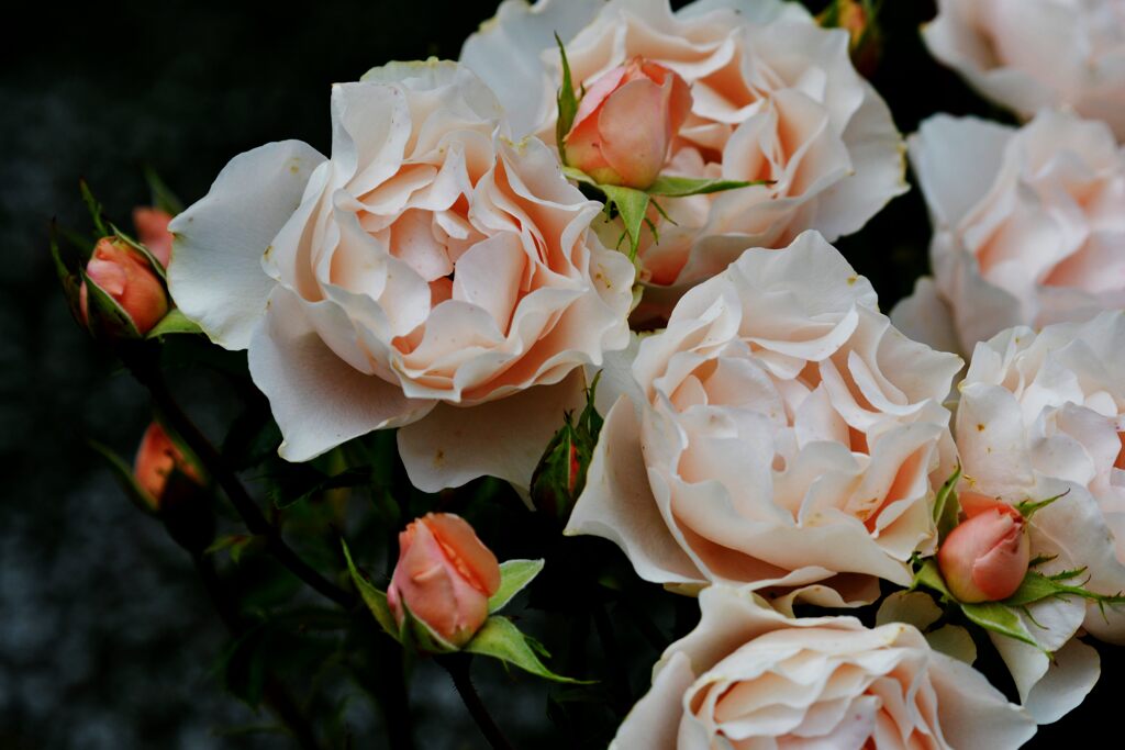 バラ散歩　１７　DSC_0378
