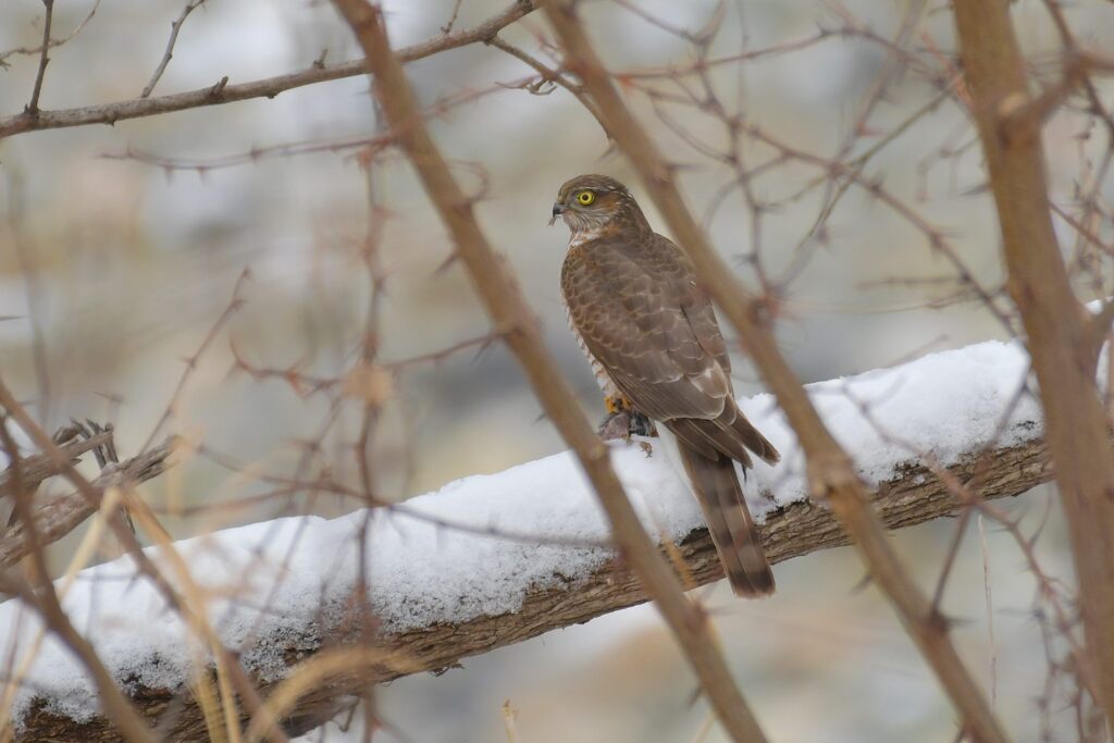 食事中　　DSC_5402