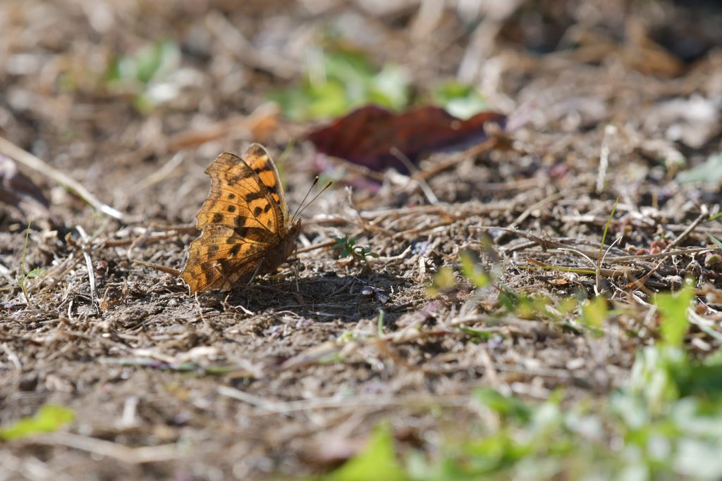 キタテハ　DSC_2077