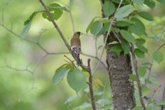 お山のカワラヒワ　DSC_2555