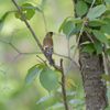 お山のカワラヒワ　DSC_2555