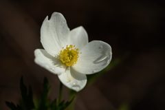 白い花　DSC_2719