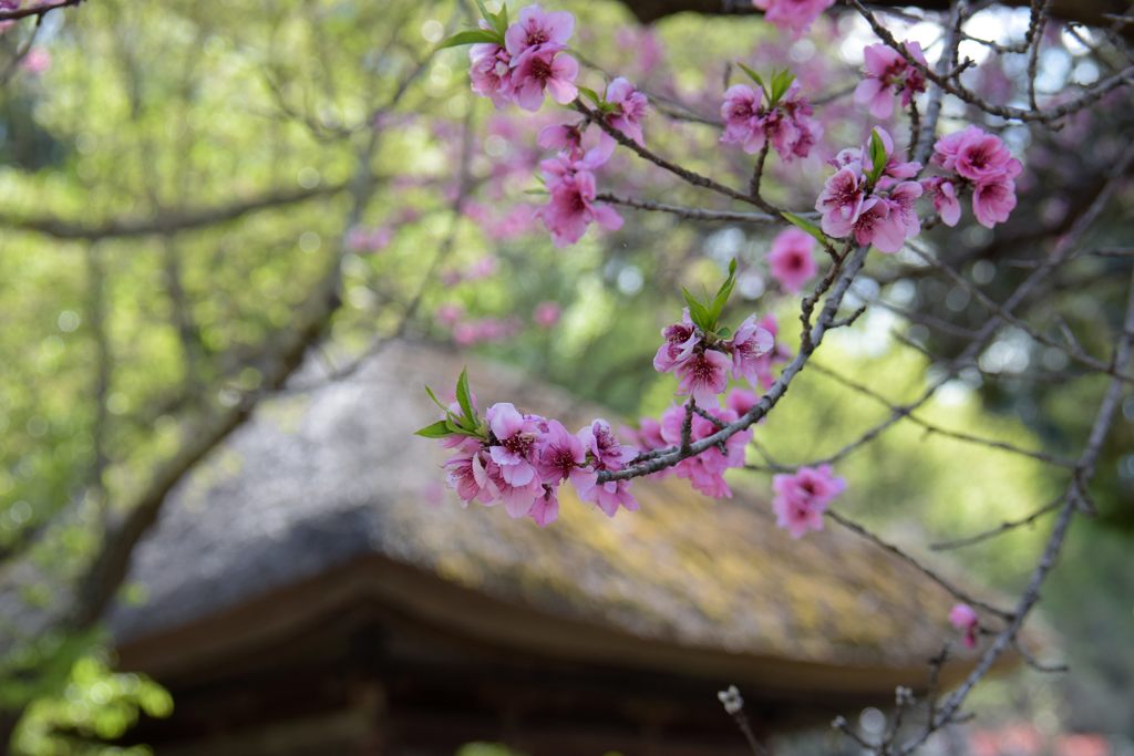 巡る季節　　DSC_1871