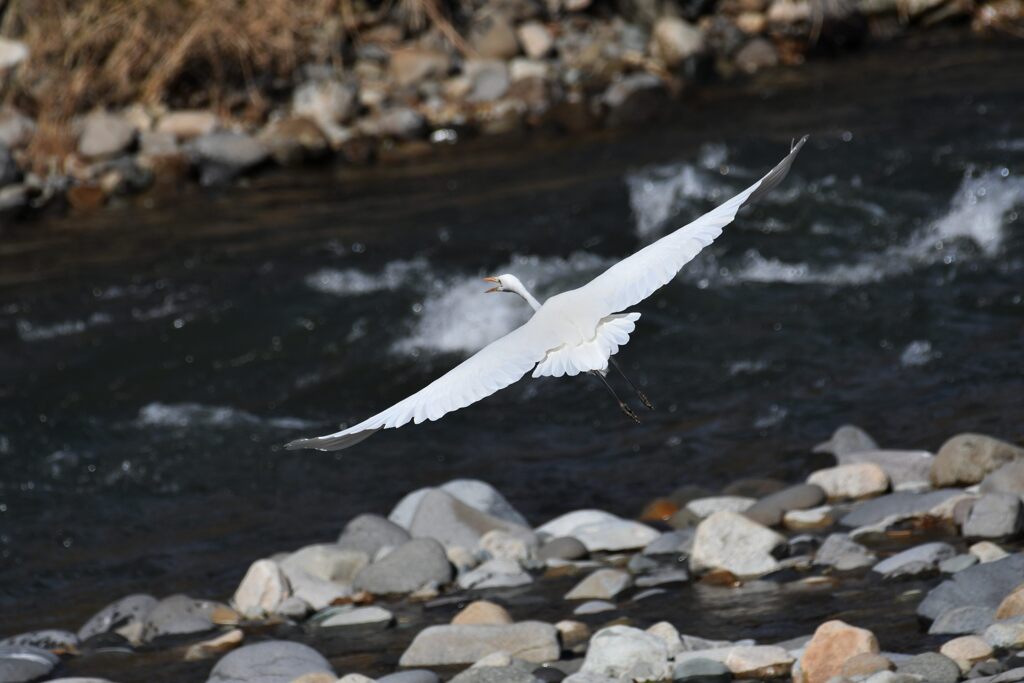 ダイサギの飛び出し　　DSC_5235