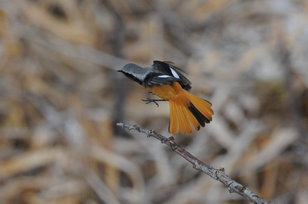 どや！　DSC_9207