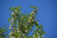 青空とニセアカシア　　DSC_7082