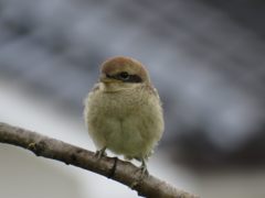 満足、満足！　IMG_0478