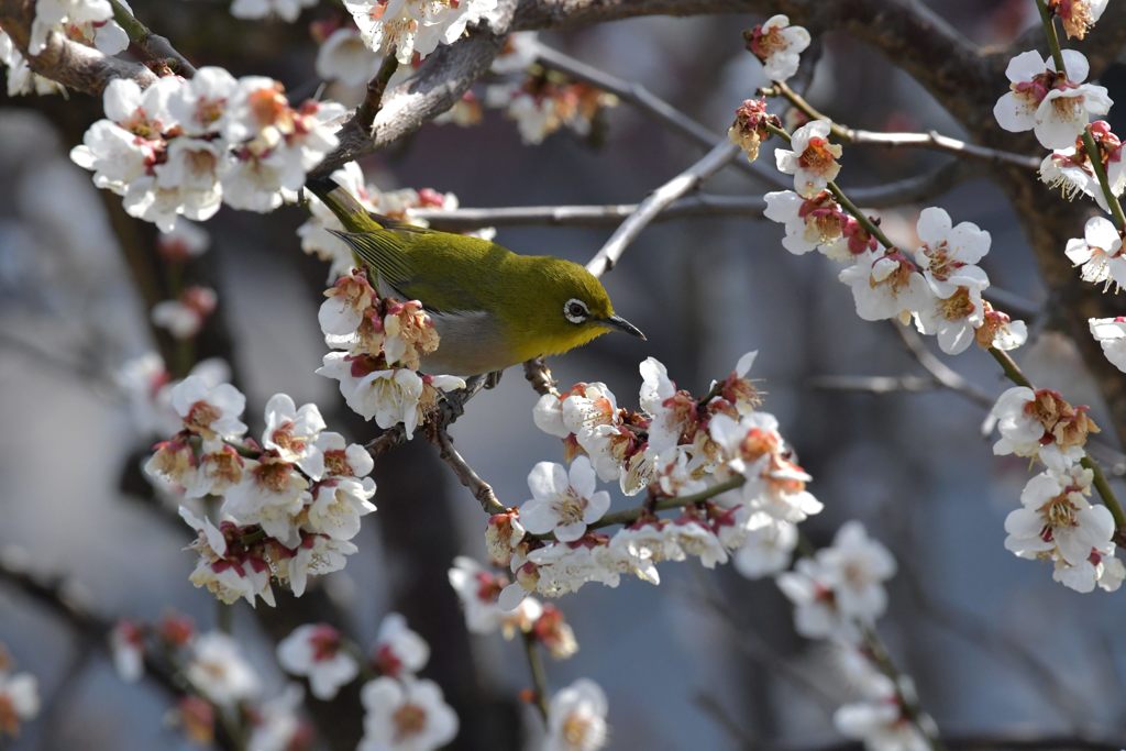 ハイ、ポーズ！　DSC_9016