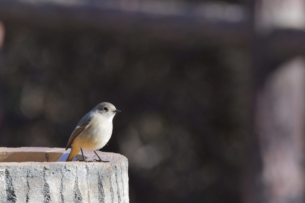 公園のジョビ子　１　DSC_5140