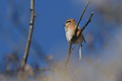 風に吹かれて　　DSC_0435