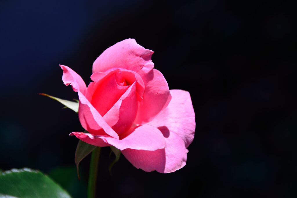 バラ一輪　　DSC_5591