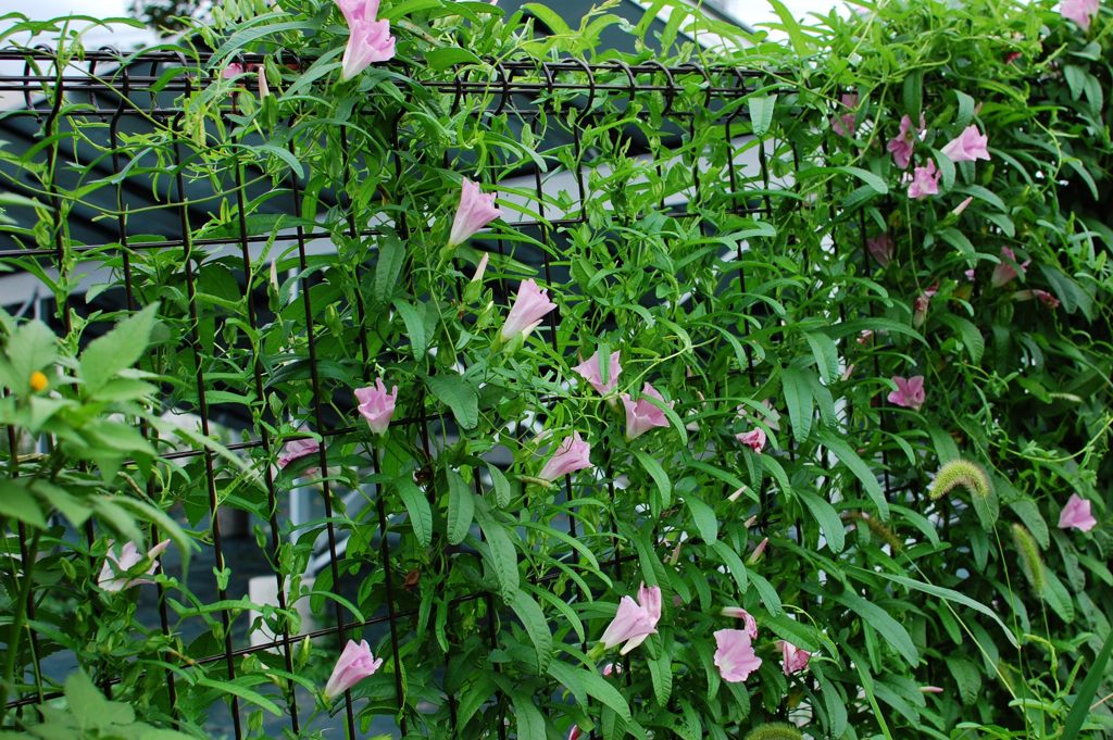 覆う　　DSC_3251