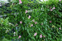 覆う　　DSC_3251