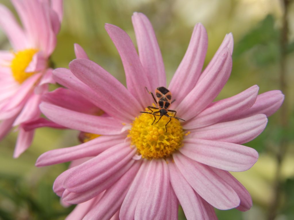 朝の花に　DSCN0875