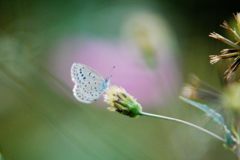 この秋の思い出　　DSC_1588