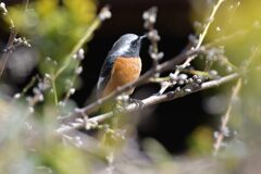 春めく中で　　DSC_5371