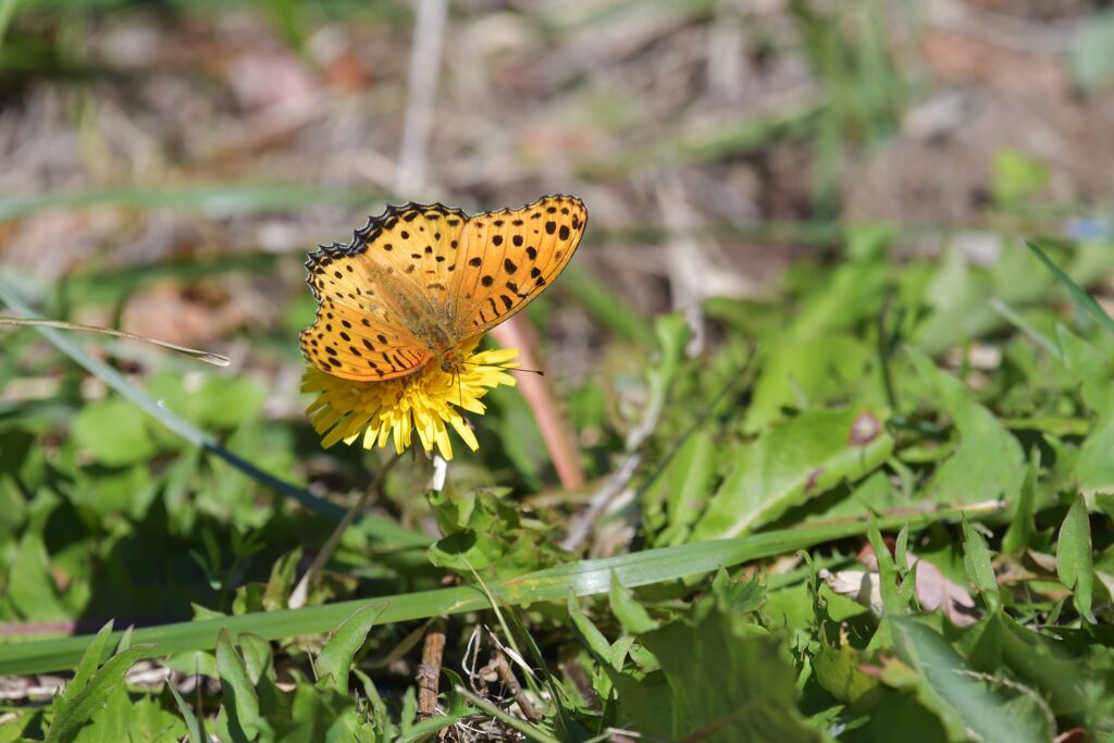 野の花にツマグロヒョウモン　　DSC_3524