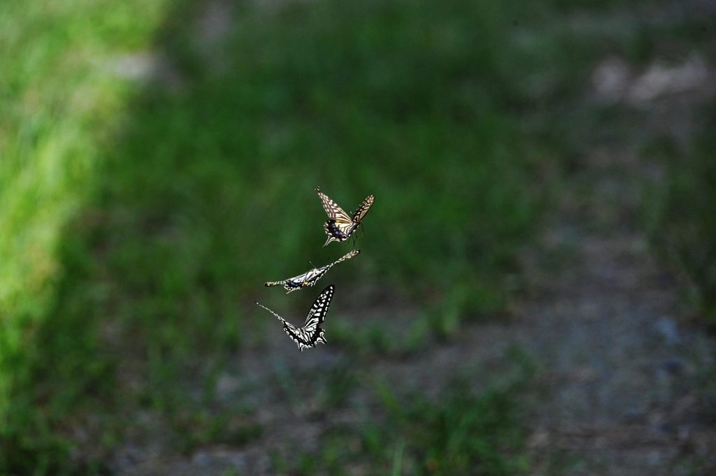 三頭の戯れ　１　DSC_6803