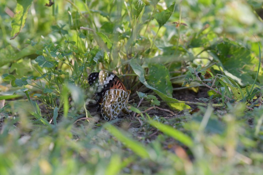 命託して　DSC_6278