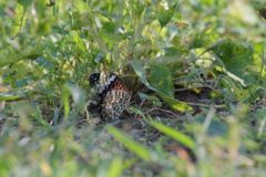 命託して　DSC_6278