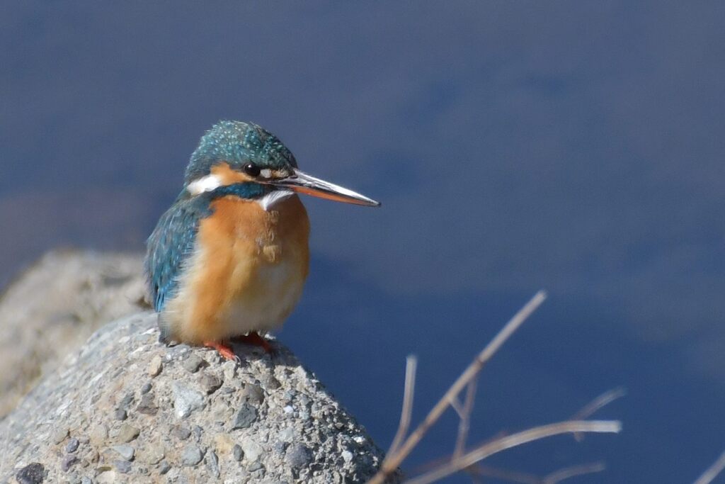 カワセミ　DSC_5737