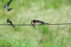 ツバメの親子　　　DSC_5875