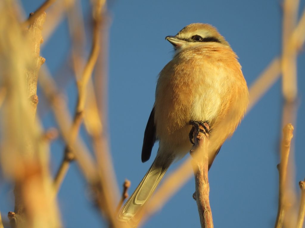 師走の朝　DSCN0345