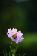 一輪　DSC_3247