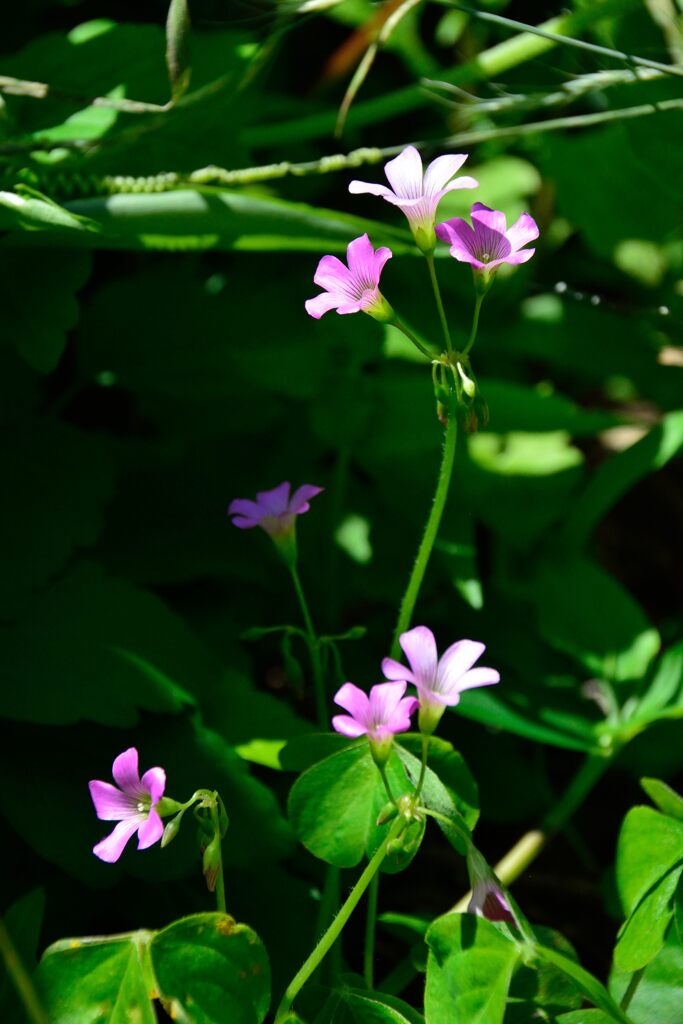 たくさん開花　　DSC_4515