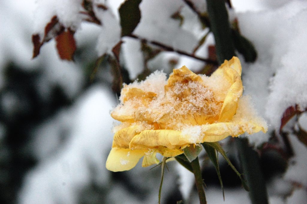 初雪の朝に　　DSC_5460