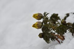 雪に覆われた福寿草　　DSC_9767