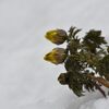 雪に覆われた福寿草　　DSC_9767